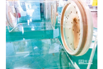 台灣無法免於蚊子威脅，國家蚊媒傳染病防治中心現也積極投入基改蚊研究，圖為誘捕登革熱病媒蚊，與基改蚊無關。（曹婷婷攝）