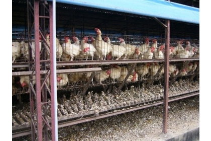 傳統雞場衛生環境極為惡劣、髒亂，滿地蒼蠅、雞糞、蛆。 圖／業者提供