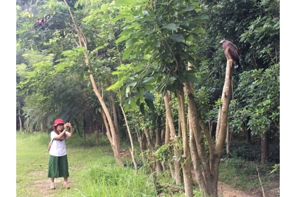 大冠鷲今早降臨在新化林場，遊客近距離就能看到拍照，驚喜不已。記者吳淑玲／攝影