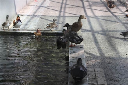 【中國時報】中興大學動物科學系新動物舍揭牌啟用，其中觀賞鳥籠內養有鴛鴦、綠頭鴨。