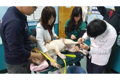 台中市消防局搜救犬隊小隊長「鐵雄」到花蓮地震救災，執勤過程中受傷，今天到中興大學獸醫教學醫院看診，院方出動15名住院醫師細心呵護。圖／中興大學提供