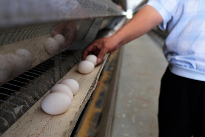 避免雞蛋殘留不明物質，應從管理禽場環境著手。