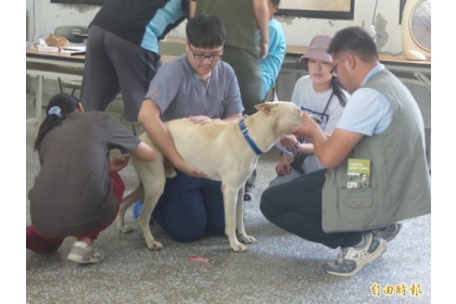 【自由時報】金門防疫所與國立中興大學獸醫系合作的健診列車，開抵金城鎮服務。（記者吳正庭攝）