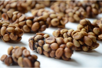 【聯合報】麝香貓吃咖啡生豆，排泄後形成貓屎咖啡豆。圖／中興大學提供