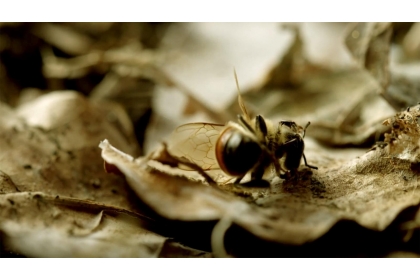 【公視】《蜂狂2》紀錄片中，蜜蜂逝去的畫面。