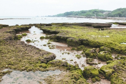 中油第三天然氣接收站擬設在桃園觀音，大潭藻礁恐將面臨滅絕的危機。 聯合報資料照片