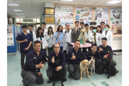 台中市消防局搜救犬隊小隊長「鐵雄」到花蓮地震救災，執勤過程中受傷，今天到中興大學獸醫教學醫院看診，院方出動15名住院醫師細心呵護。圖／中興大學提供