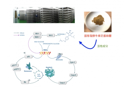 固態培養牛樟芝成分安卓錠C作用示意圖