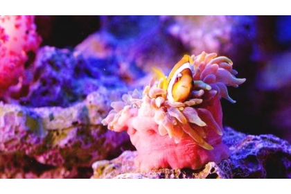 A clown fish photographed by a diver for the documentary Formosa 3D is pictured in an undated handout photograph. /Photo courtesy of Activator Marketing Co