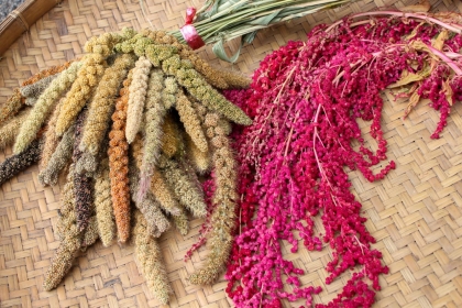 【農傳媒】小米、紅藜是部落傳統作物，部落自行復育保種的小米達到21種品系。（攝影／汪文豪）