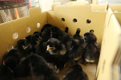 300隻1日齡的金門雛雞，在中興大學孵化後，隨即在興大動科系團隊的護送下，展開返鄉之旅。