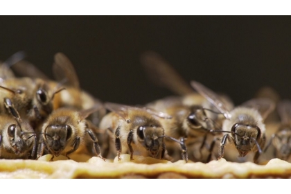 【公視】公共電視推出「蜂狂2」紀錄片，探討蜜蜂消失現象的背後，可能隱藏的環境汙染問題。圖／公視提供
