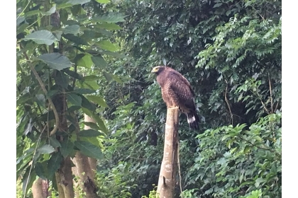 大冠鷲今早降臨在新化林場，停棲在大草皮的樹幹上休息，令遊客驚喜。記者吳淑玲／攝影