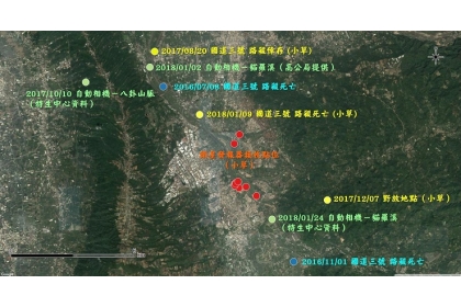 特生中心整合小草的相關點位資料，以及鄰近石虎路殺或自動相機發現點位，可看出貓羅溪是石虎族群利用的環境和重要的生態廊道 。特生中心/提供