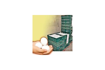 【蘋果日報】嘉義縣政府昨派員查封被檢驗出芬普尼的養雞場雞蛋。王智勇攝