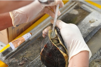 【聯合報】中興大學食蛇龜保育團隊為食蛇龜打晶片。圖／日月光文教基金會提供