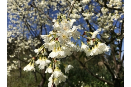 台灣山櫻花的白色品種較為少見。記者陳妍霖／攝影