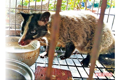 【蘋果日報】何姓男子違法飼養保育類動物白鼻心，平常時白鼻心都被關鐵籠內。翻攝畫面