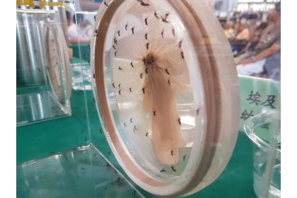 【聯合報】國家蚊媒中心培育蚊子以了解習性。記者修瑞瑩／攝影