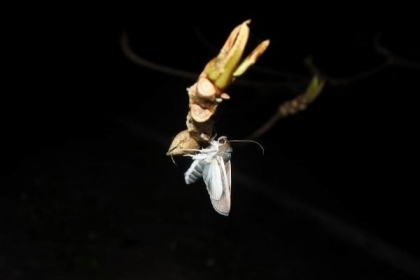 【自由時報】東沙島昆蟲。