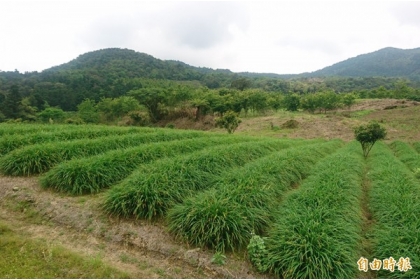 【自由時報】食藥署3月公告一批農藥殘留容許量標準，其中農藥氟派瑞從果樹延伸使用到茶樹，引發社會疑慮。圖為農作景色，與新聞事件無關。（本報資料照）