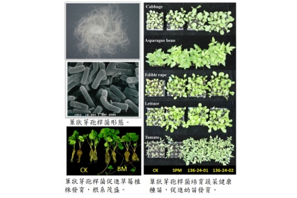 團隊所發現的蕈狀芽孢桿菌菌株可促進植物生長
