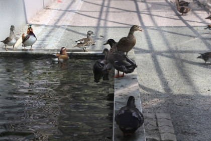 觀賞鳥籠內養有鴛鴦、綠頭鴨