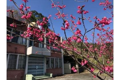 大隘巡守站前的山櫻花正盛開。記者陳妍霖／攝影