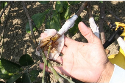 附有微生物製劑的膠布包裹住流膠的病樹（攝影/孔德廉）