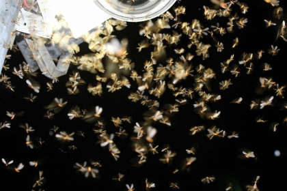 每年四至六月路燈下常可見到如圖這種白蟻分飛的狀況，其中每一對白蟻都可以在五年內生下百萬雄兵。(圖片提供/李後鋒)