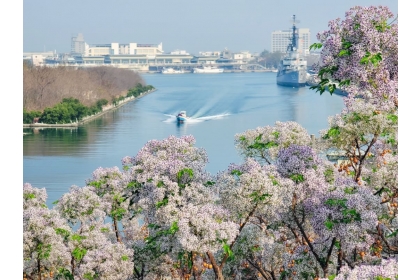 台南苦楝花開滿城，學者建議應該以苦楝為市樹。（攝影／廖翠環）