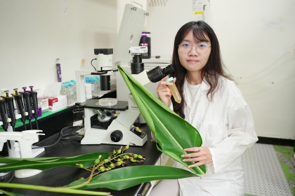 中興大學森林學系博士後研究員徐驀蓉進行月桃葉實驗。