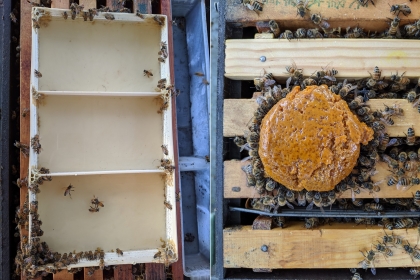 以50%蔗糖水溶液（左）及花粉蜂糧（右）等方式餵飼蜂群，確認TBE-8可在蜜蜂腸道中存活5至7天。（圖片提供／吳明城）