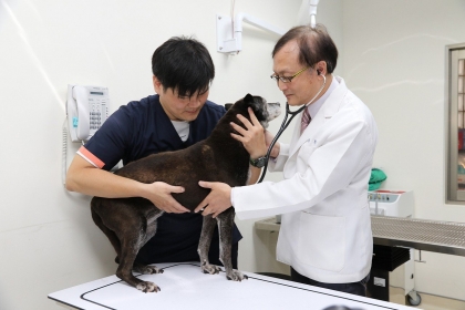 【聯合報】興大獸醫系副教授林荀龍（右）幫動物看診。圖／中興大學提供