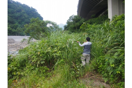 研究團隊在野外調查以掃網採集濱溪陸域的昆蟲