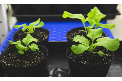 施用植物生物刺激素的大白菜苗（右列），植株高度與葉片，均比對照組來得高大。