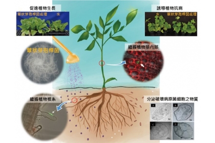 蕈狀芽孢桿菌的菌落型態與病害防治機制。（照片提供／國立中興大學教授黃振文；插畫設計／陳郁璇）