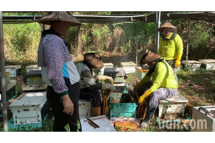 中興大學新化林場有150公頃桃花心木造林，今年首度與阿里山蜂農合作採收桃花心木蜜。記者吳淑玲/攝影