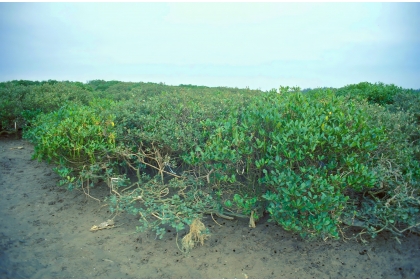 Kandelia obovata and Avicennia marina at Hongmaogang, Hsinchu County, believed to have been transplanted from Huizhou, Guangdong Province, circa 1790. (Courtesy of Prof. Shih)