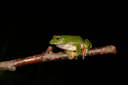 莫氏樹蛙。攝影：游智宇