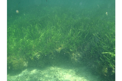 由海洋委員會與農業部聯名提出的「海草復育」與「紅樹林植林」兩項藍碳方法學，已於7月24日獲環境部審議通過
