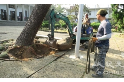 台灣老樹救援協會重新檢視后里毘廬寺的老樹棲地。（台灣老樹救援協會）