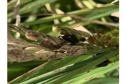 稻黑椿象在台東關山地區2022年一期於稻穗上危害情形。