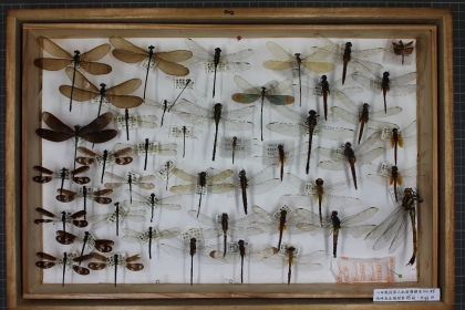 The insect specimens donated by Yasuron Takasaki.