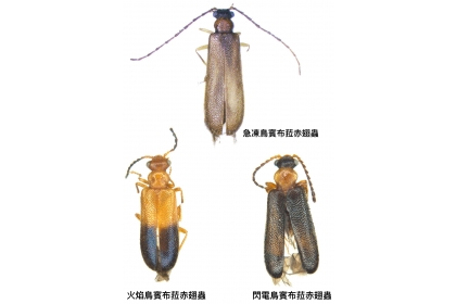 興大昆蟲學系蕭昀助理教授以《寶可夢》中「三神鳥」—急凍鳥、火焰鳥、閃電鳥為新物種命名,分別為<i>Binburrum articuno、Binburrum moltres與Binburrum zapdos</i>。