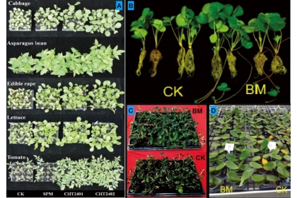 圖二：A. 蕈狀芽孢桿菌培育蔬菜健康種苗促進幼苗發育（左上至左下：甘藍、長豇豆、油菜、萵苣及番茄；左二：對照組、右二：蕈狀芽孢桿菌處理組）。B. 蕈狀芽孢桿菌促進草莓植株根系發育茂盛。C. 蕈狀芽孢桿菌培育金線連植株促進生長勢強壯。D. 蕈狀芽孢桿菌培育蝴蝶蘭植株有效防治黃葉病。B、C、D中，CK為對照組、BM為蕈狀芽孢桿菌處理組。