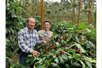 中興大學新化林場場長吳佾鴻（右）前往東山老農民陳天財的咖啡園，該場推出的「興大76號森林咖啡」，生豆都來自台南東山區海拔650公尺左右的山區。記者吳淑玲／攝影