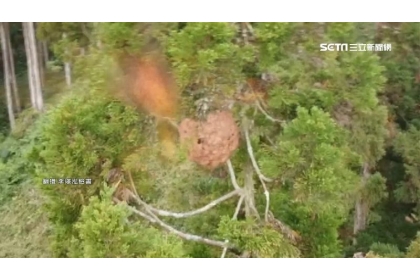 空拍機遭蜂群集體攻擊導致鏡頭快速晃動。(圖/翻攝自李璟泓臉書)