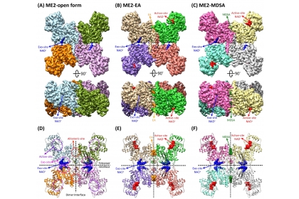 人類粒線體NAD(P)依賴性蘋果酸酶 (Malic enzyme 2，ME2)結構圖