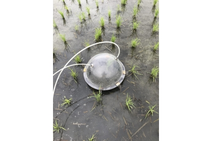 施用微生物資材後，水稻田兼顧「減排不減產」（照片提供／林幸助）